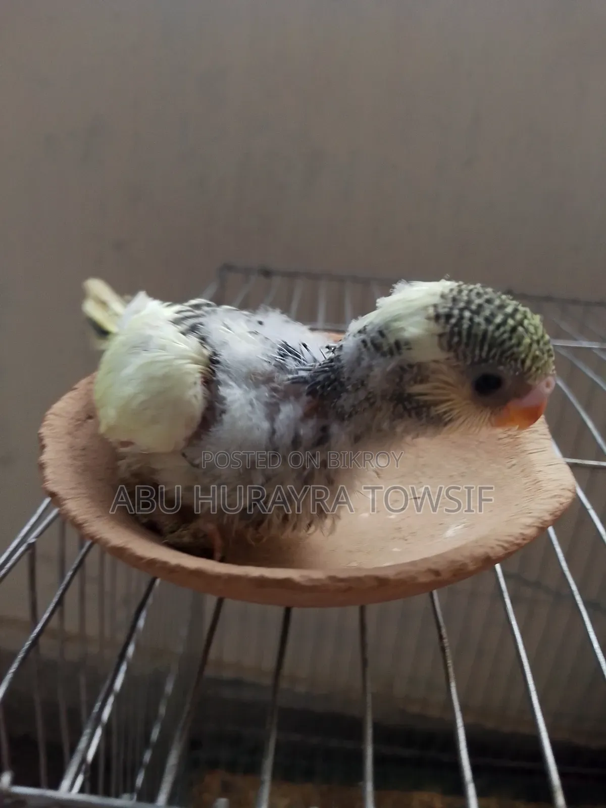 3 Budgerigar chicks for sale.