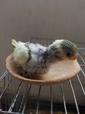 3 Budgerigar chicks for sale.