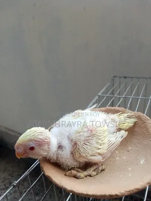 3 Budgerigar chicks for sale.