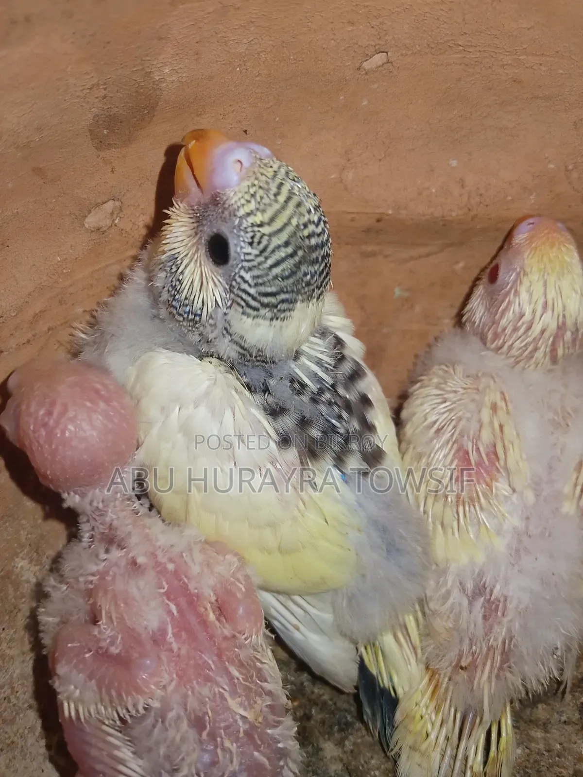 3 Budgerigar chicks for sale.