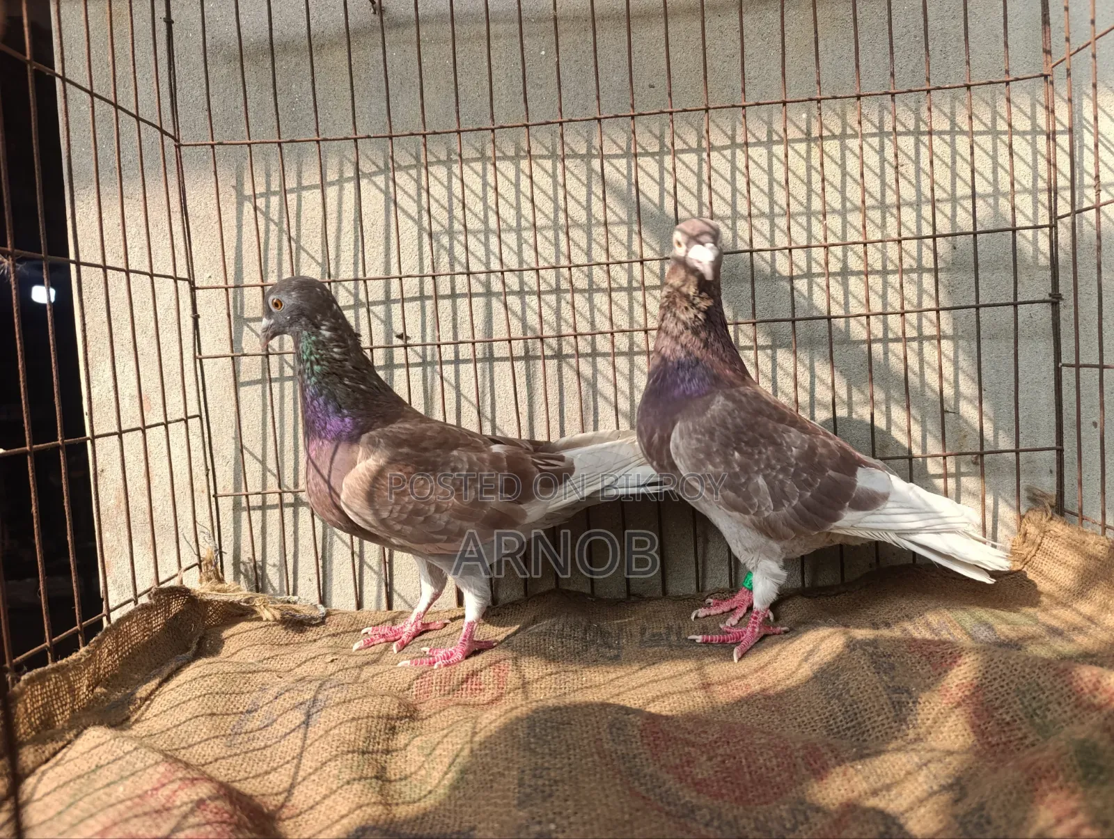 Red Checker Master Pair Racer