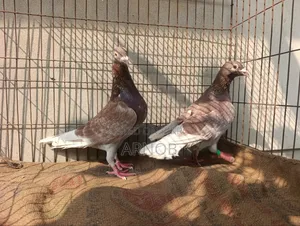 Red Checker Master Pair Racer