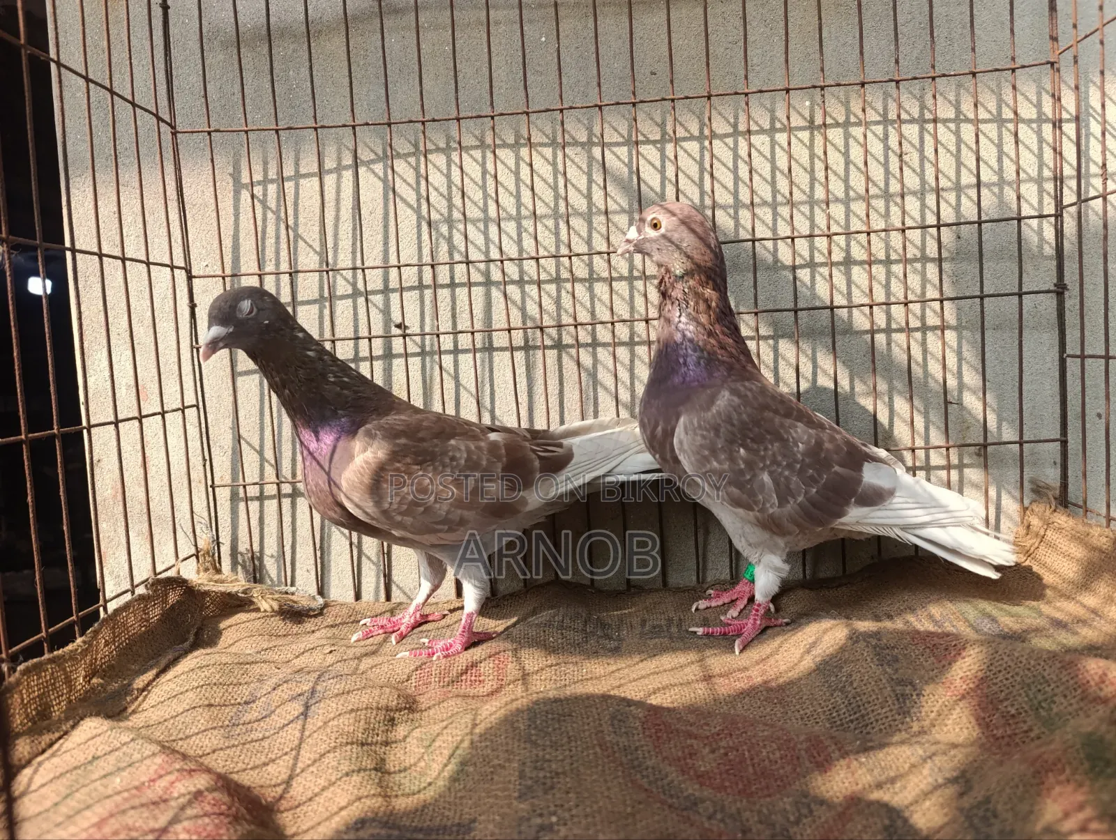 Red Checker Master Pair Racer