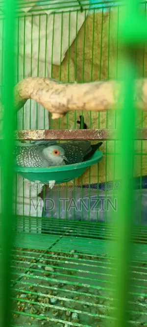 Diamond Dove
