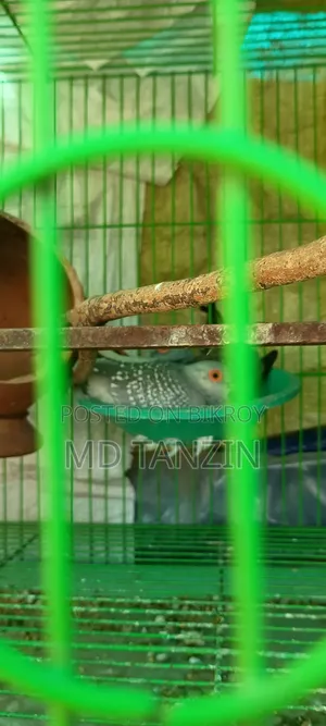 ডায়মন্ড ডাভ