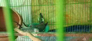 ডায়মন্ড ডাভ