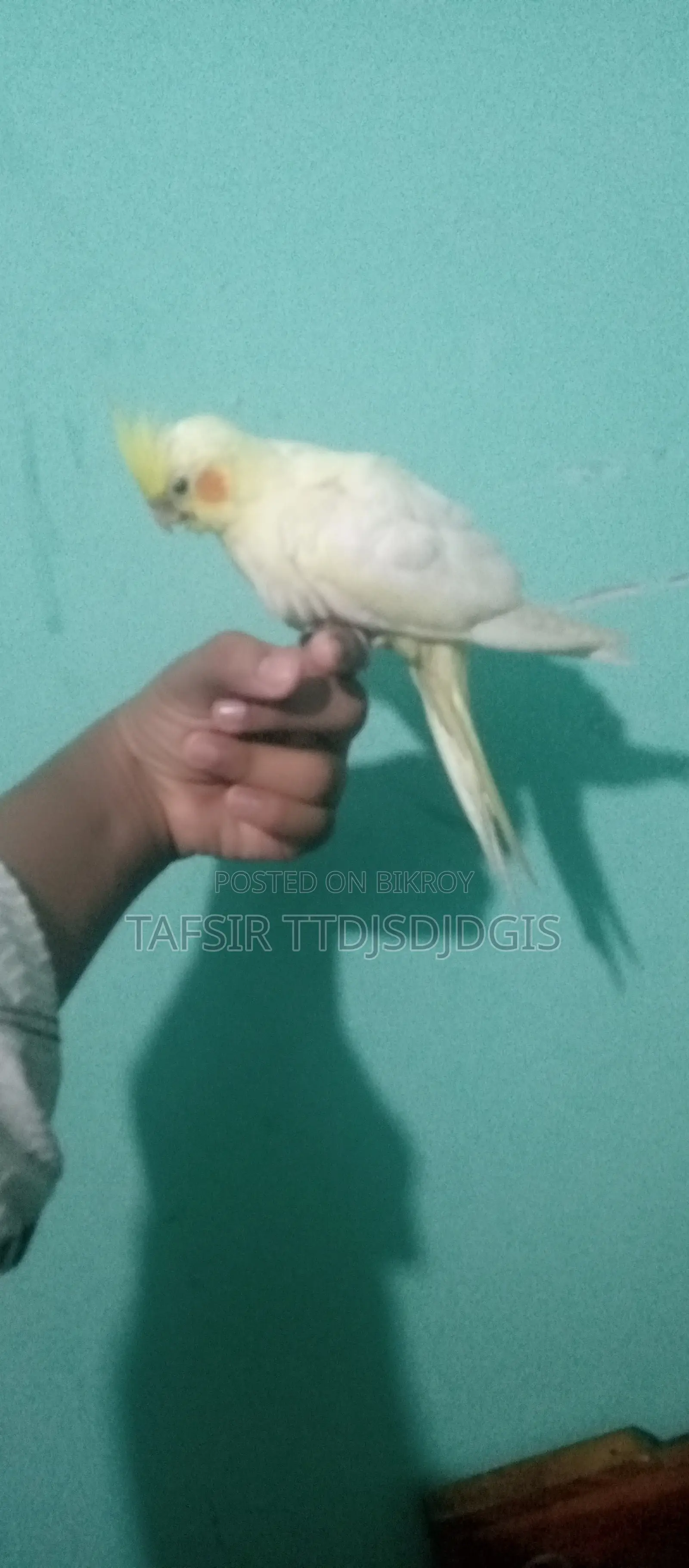 হেলদি ককটেল বেবি বার্ড ফর সেল