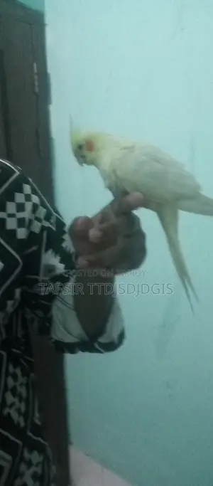 হেলদি ককটেল বেবি বার্ড ফর সেল