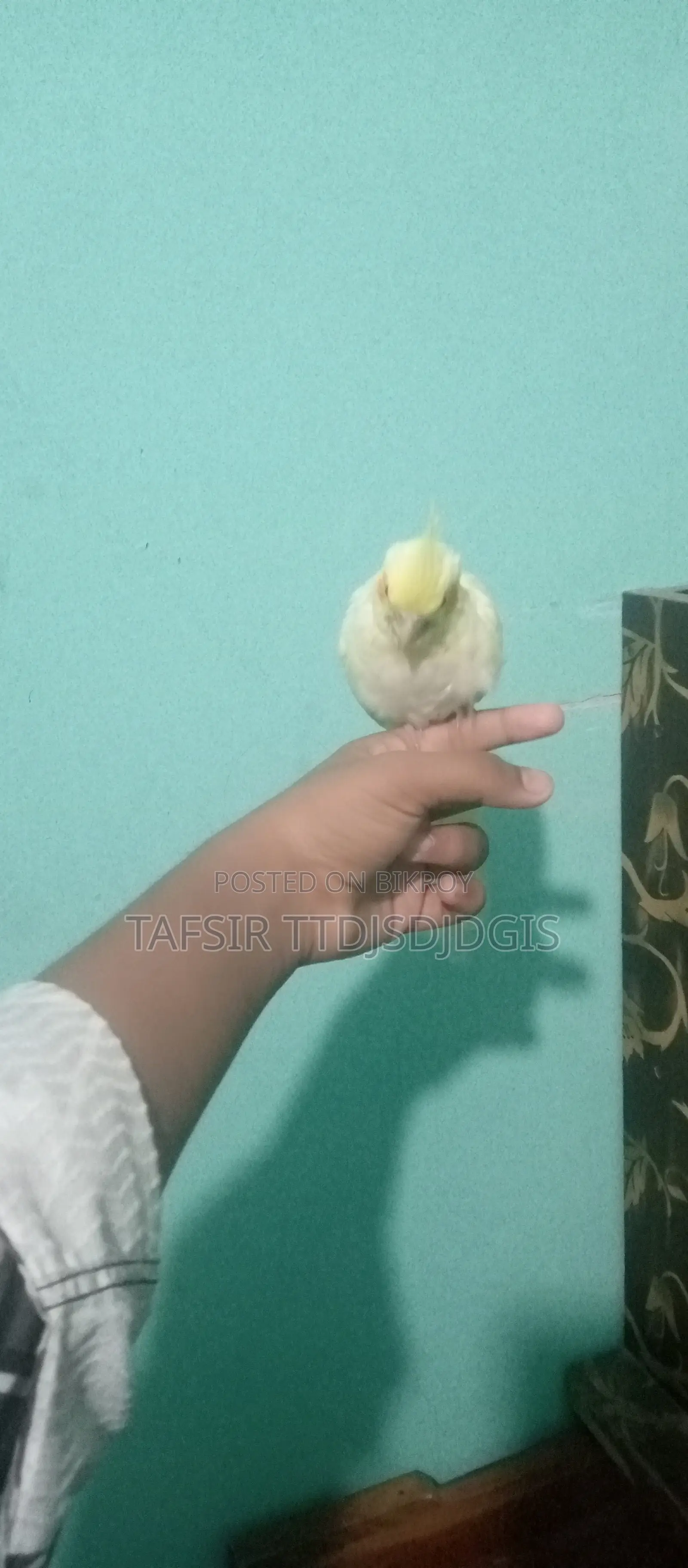 হেলদি ককটেল বেবি বার্ড ফর সেল