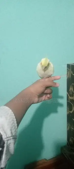 হেলদি ককটেল বেবি বার্ড ফর সেল