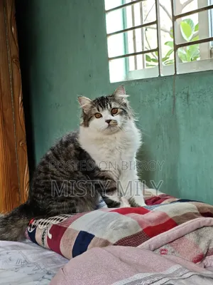 6-12 months Male Purebred Persian