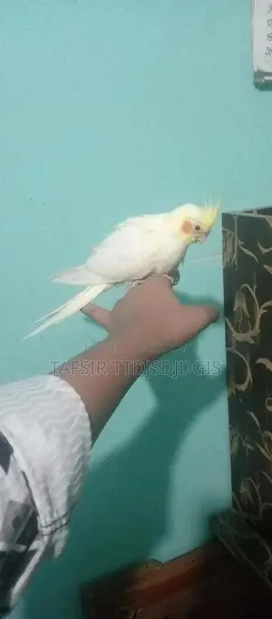 হেলদি ককটেল বেবি বার্ড ফর সেল