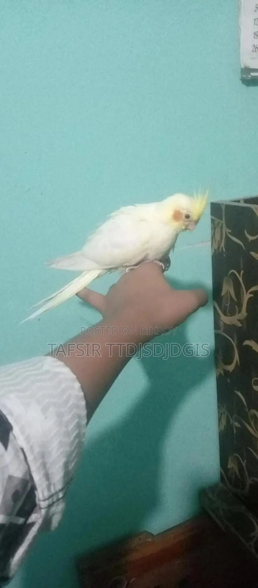 হেলদি ককটেল বেবি বার্ড ফর সেল