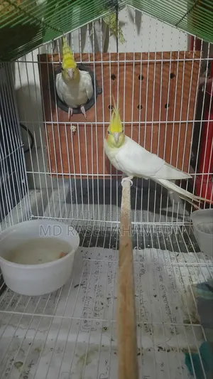 Adult Cockatiel Pair
