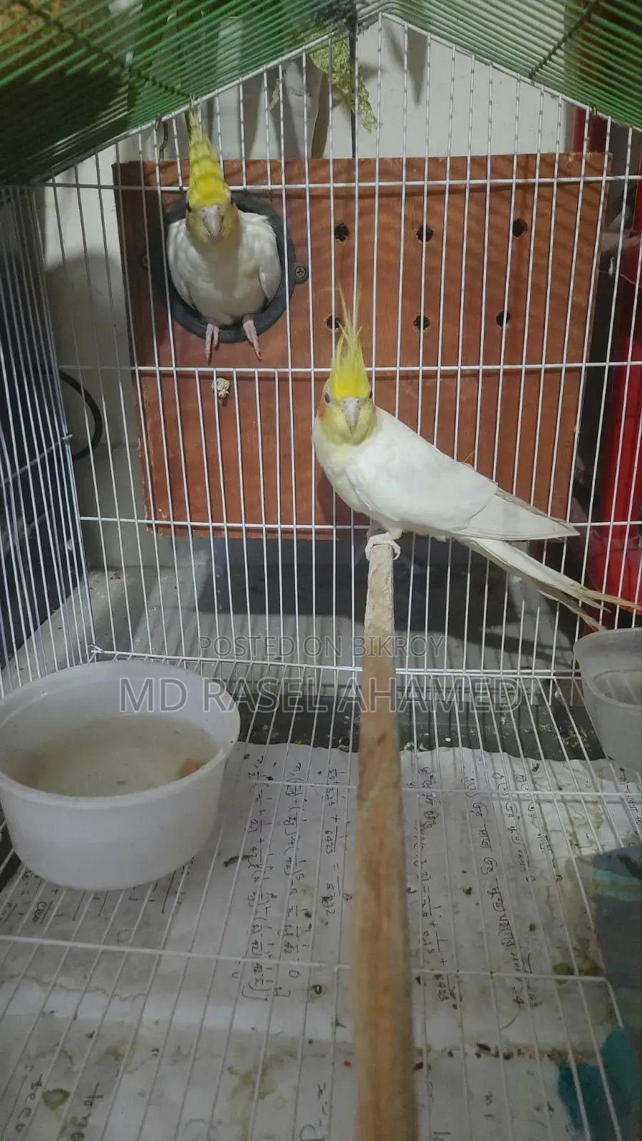 Adult Cockatiel Pair