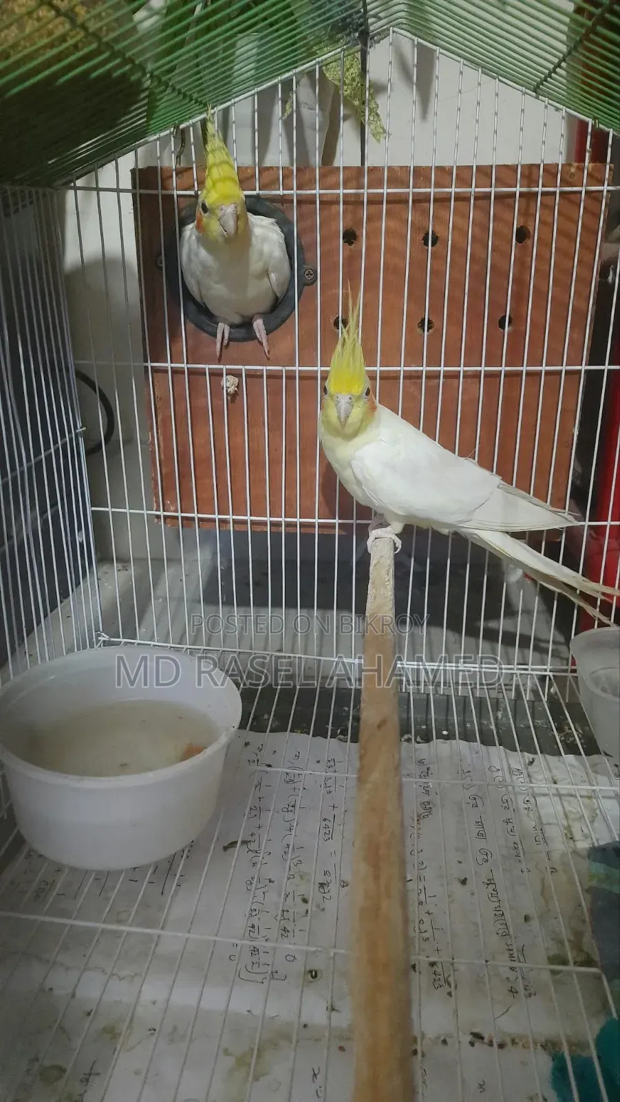 Adult Cockatiel Pair