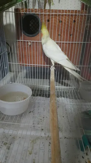 Adult Cockatiel Pair