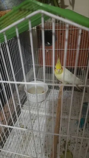 Adult Cockatiel Pair