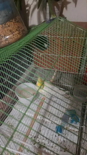 Adult Cockatiel Pair