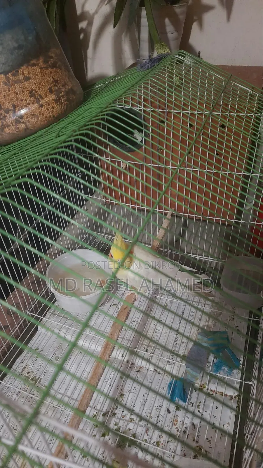 Adult Cockatiel Pair