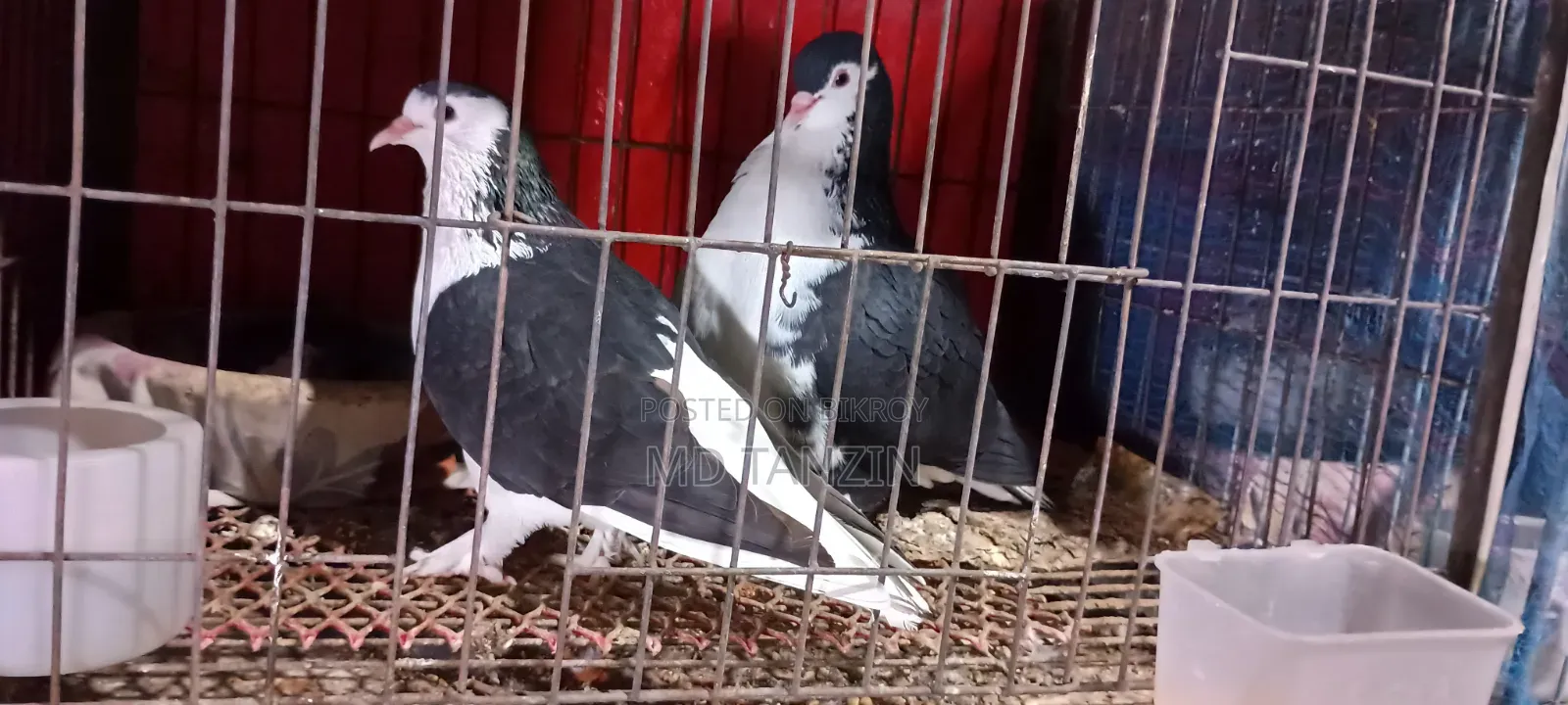 1 Pair Siraji Pigeons | Siraji Kobutor