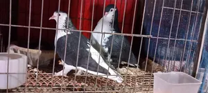 1 Pair Siraji Pigeons | Siraji Kobutor