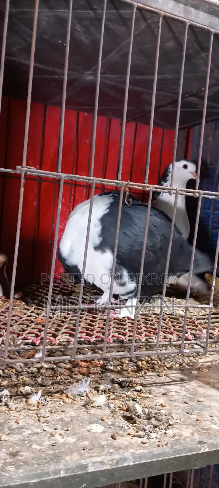 1 Pair Siraji Pigeons | Siraji Kobutor