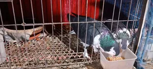 1 Pair Siraji Pigeons | Siraji Kobutor