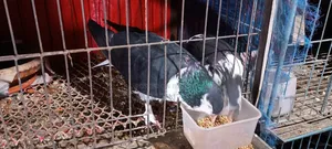 1 Pair Siraji Pigeons | Siraji Kobutor