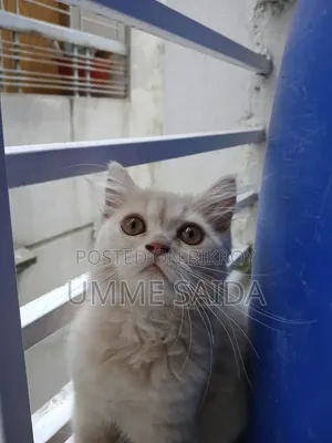 3-6 Months Male Purebred Persian