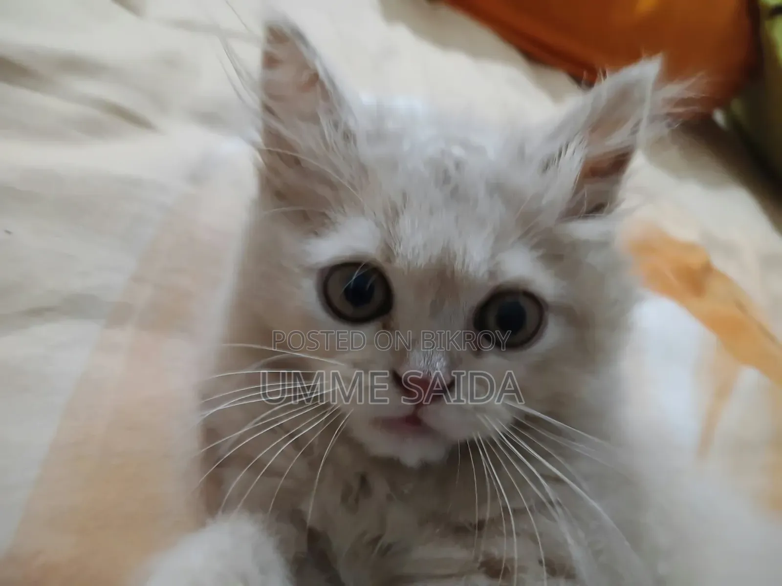 3-6 Months Male Purebred Persian