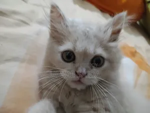 3-6 Months Male Purebred Persian