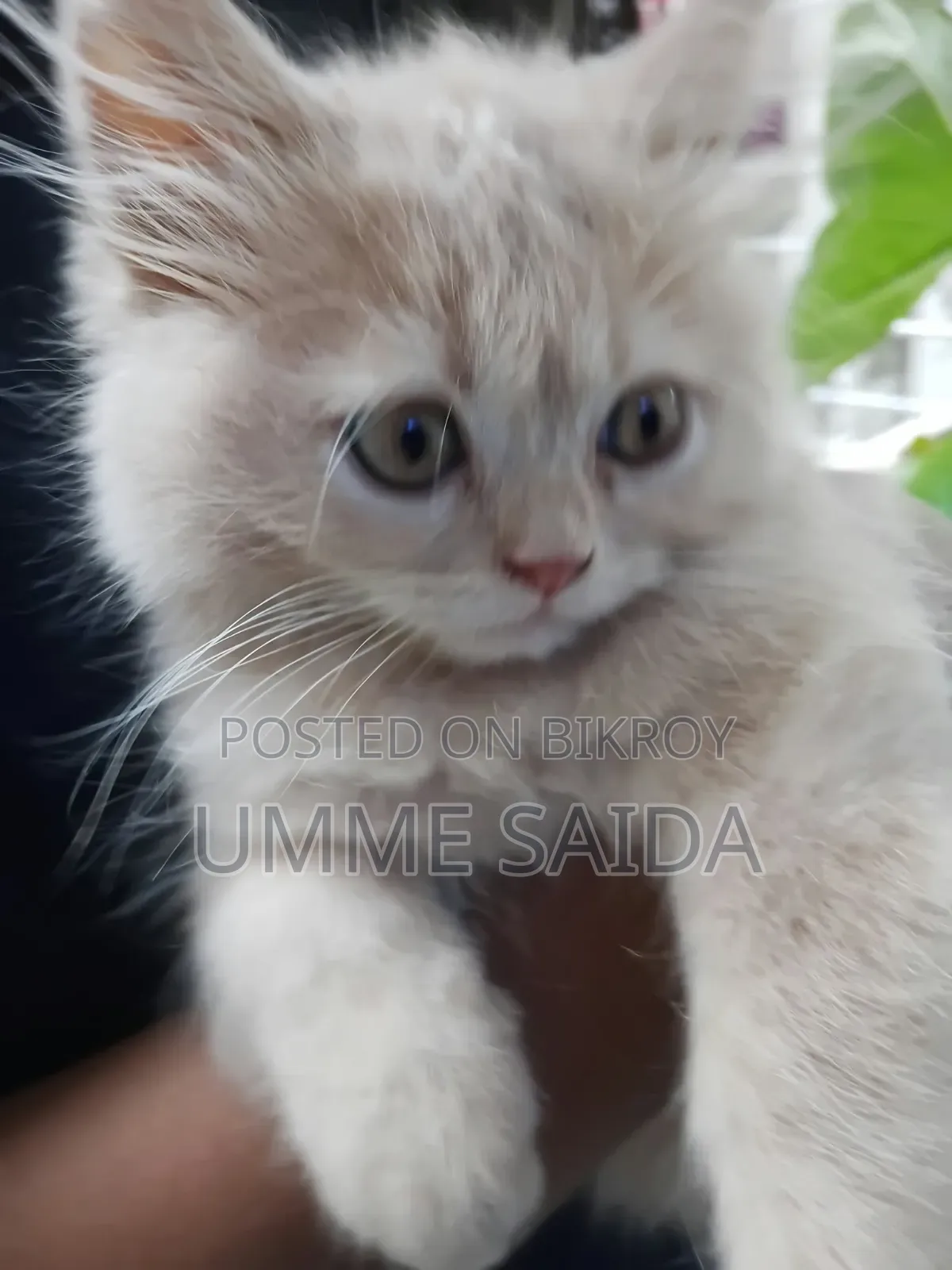 3-6 Months Male Purebred Persian