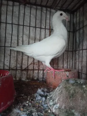 Beauty Homing 8 Flight Hen