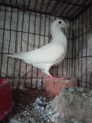 Beauty Homing 8 Flight Hen