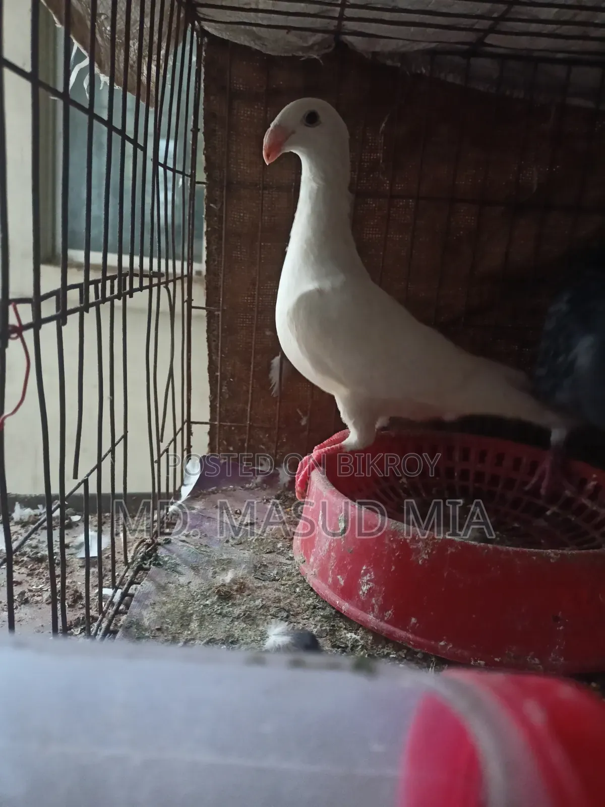 Beauty Homing 8 Flight Hen