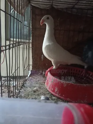 Beauty Homing 8 Flight Hen