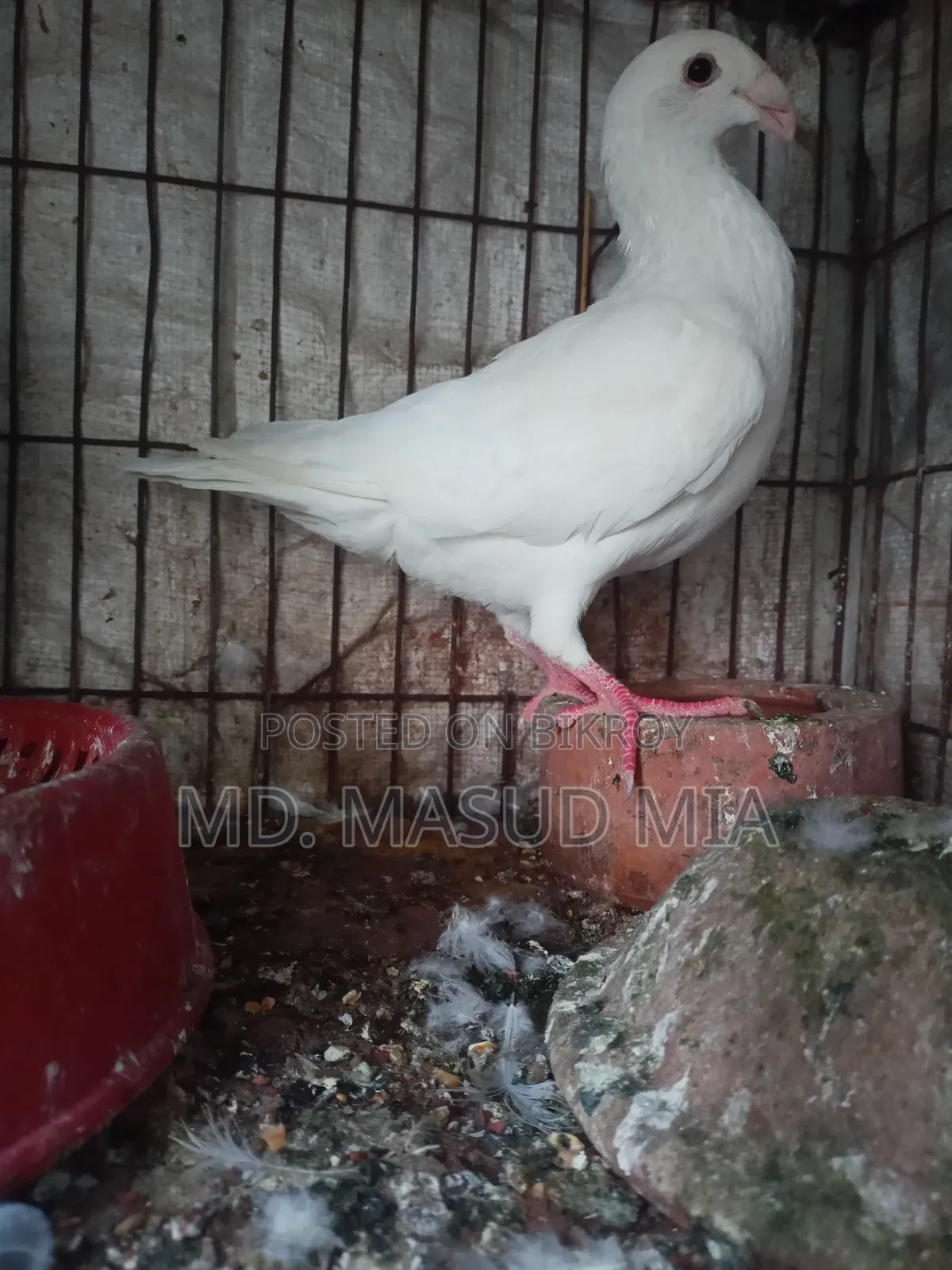 Beauty Homing 8 Flight Hen