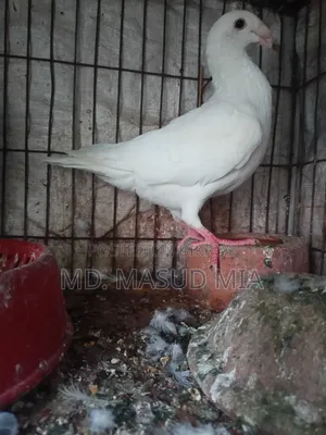 Beauty Homing 8 Flight Hen