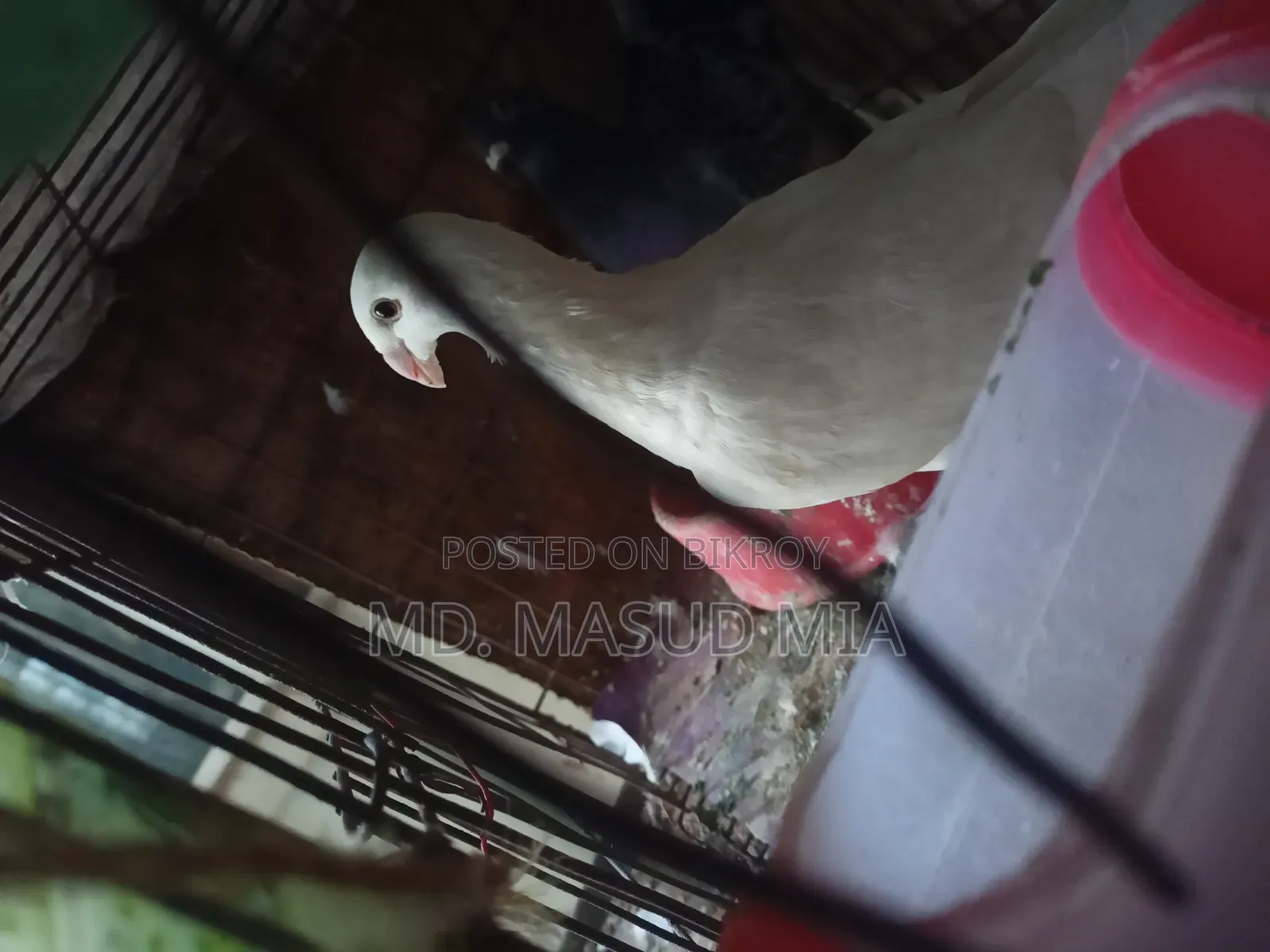 Beauty Homing 8 Flight Hen
