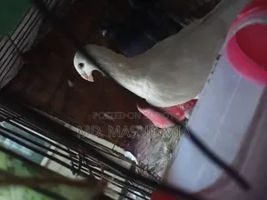 Beauty Homing 8 Flight Hen