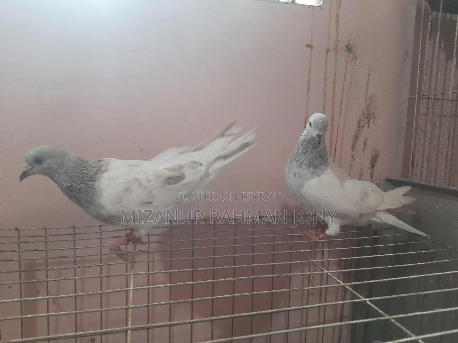 Deshi Golla, Giribaz, and Chuital Giyachulli Quality Full Baby Pigeons