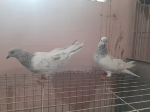 Deshi Golla, Giribaz, and Chuital Giyachulli Quality Full Baby Pigeons