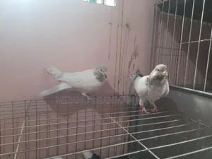 Deshi Golla, Giribaz, and Chuital Giyachulli Quality Full Baby Pigeons