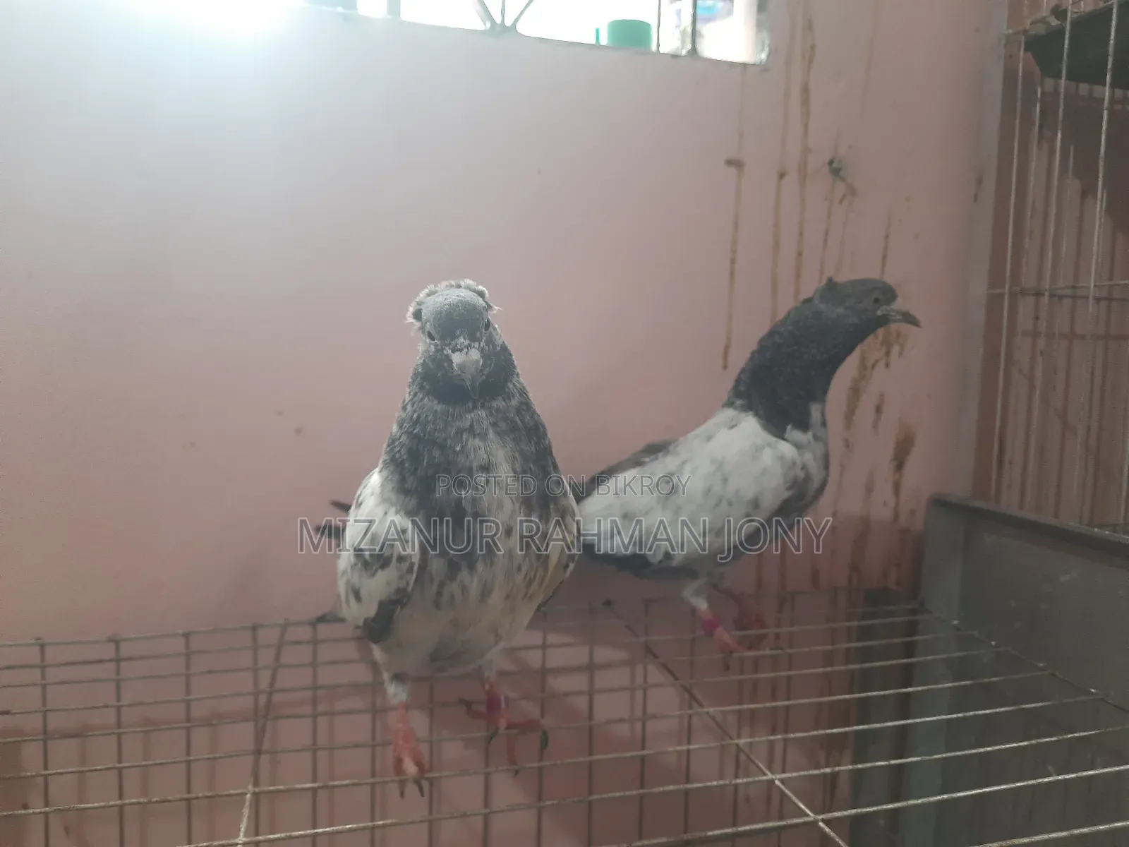 Deshi Golla, Giribaz, and Chuital Giyachulli Quality Full Baby Pigeons