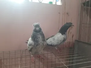 Deshi Golla, Giribaz, and Chuital Giyachulli Quality Full Baby Pigeons