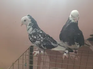 Deshi Golla, Giribaz, and Chuital Giyachulli Quality Full Baby Pigeons