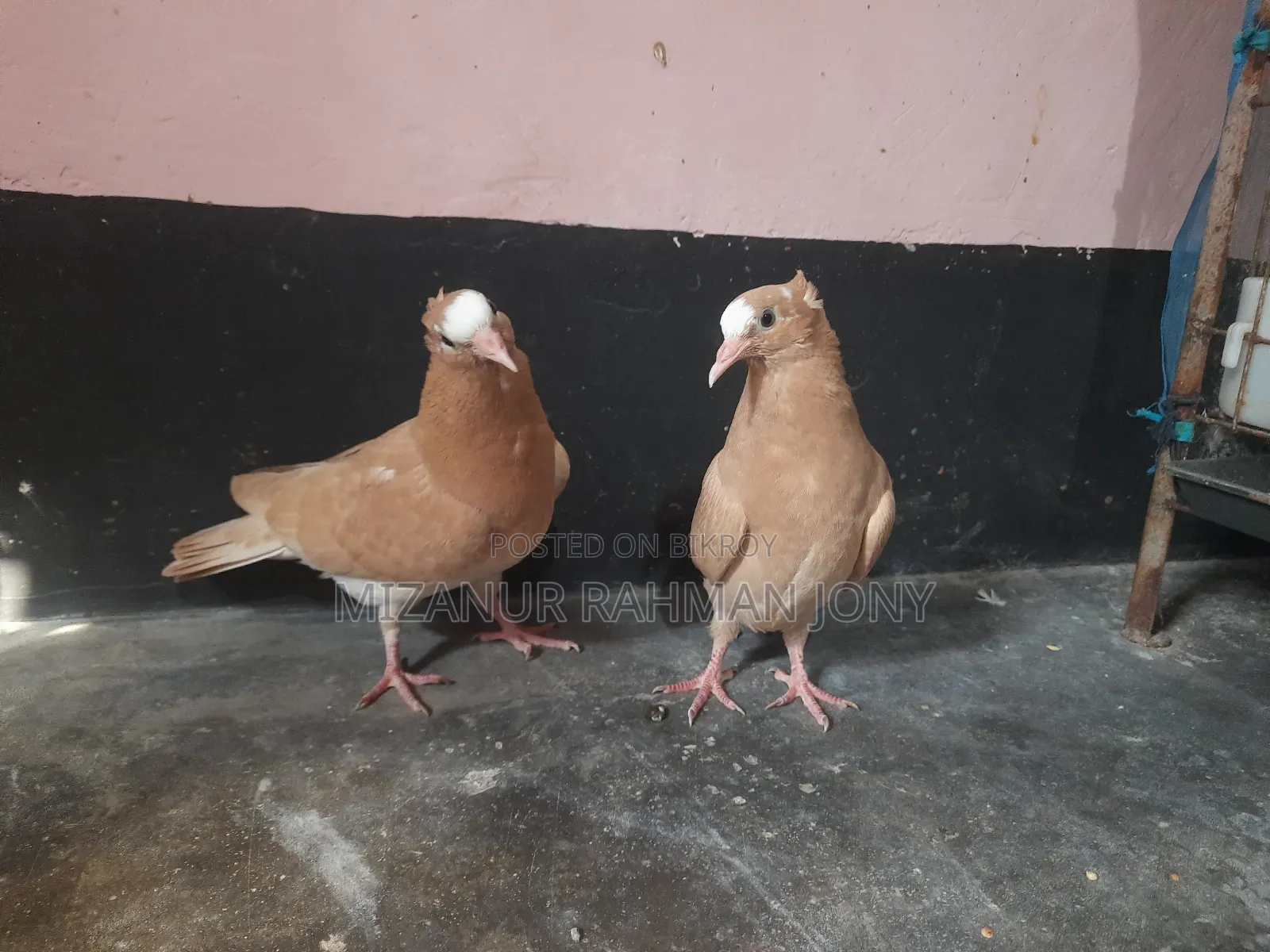 Deshi Golla, Giribaz, and Chuital Giyachulli Quality Full Baby Pigeons