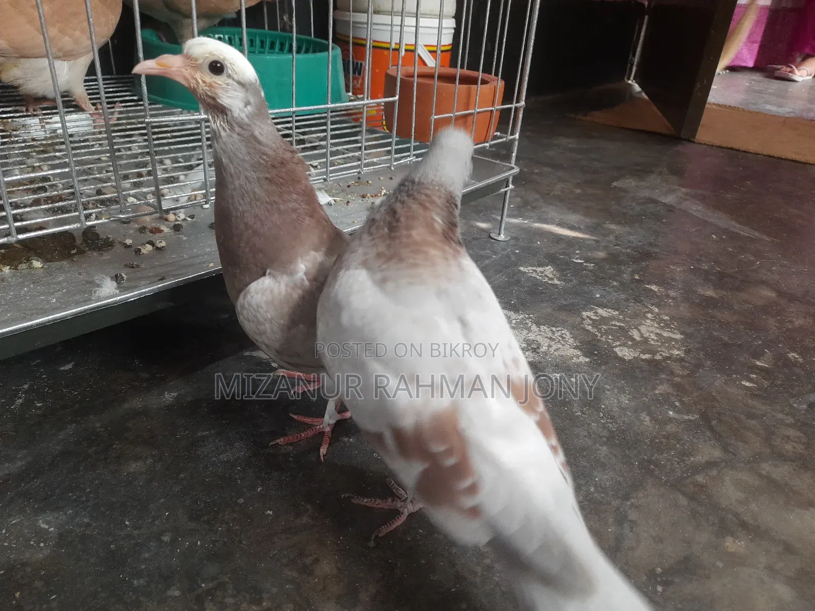 Deshi Golla, Giribaz, and Chuital Giyachulli Quality Full Baby Pigeons