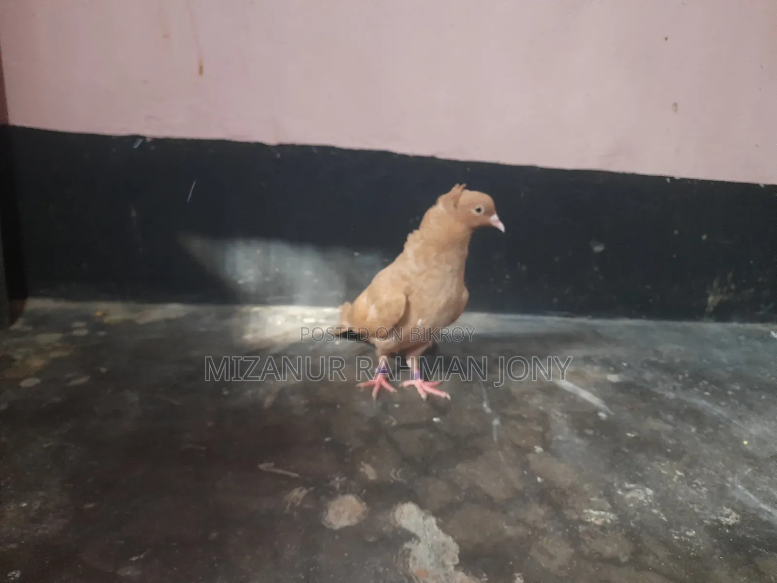Deshi Golla, Giribaz, and Chuital Giyachulli Quality Full Baby Pigeons